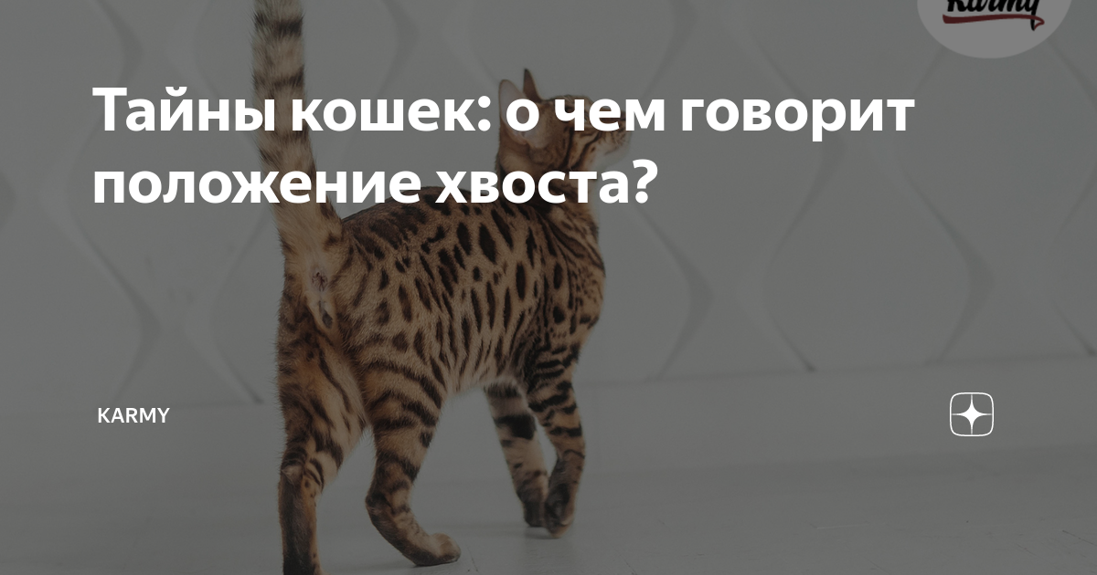 Все планы коту под хвост что значит