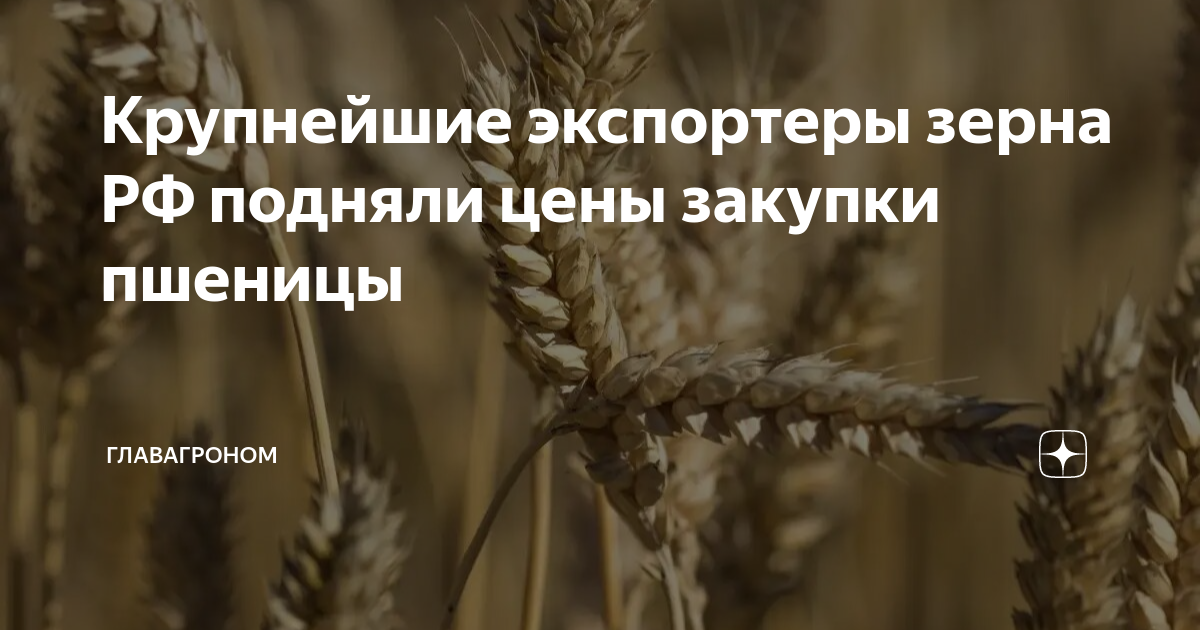 Крупнейшие экспортеры зерна РФ подняли цены закупки пшеницы ...