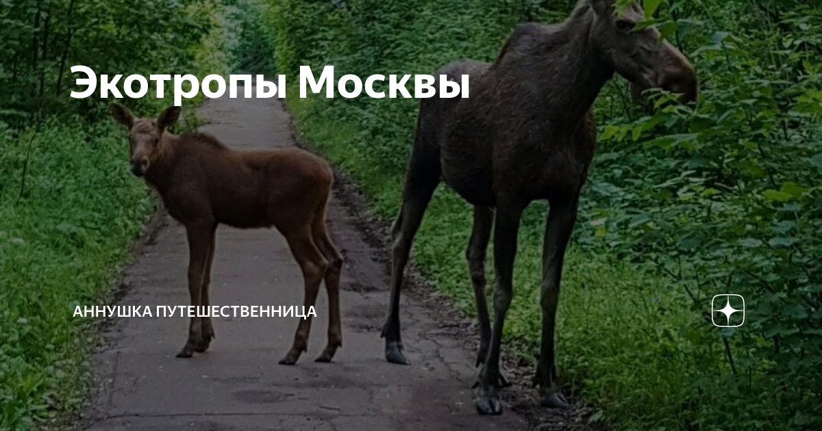 Экотропы Москвы | Аннушка Путешественница | Дзен