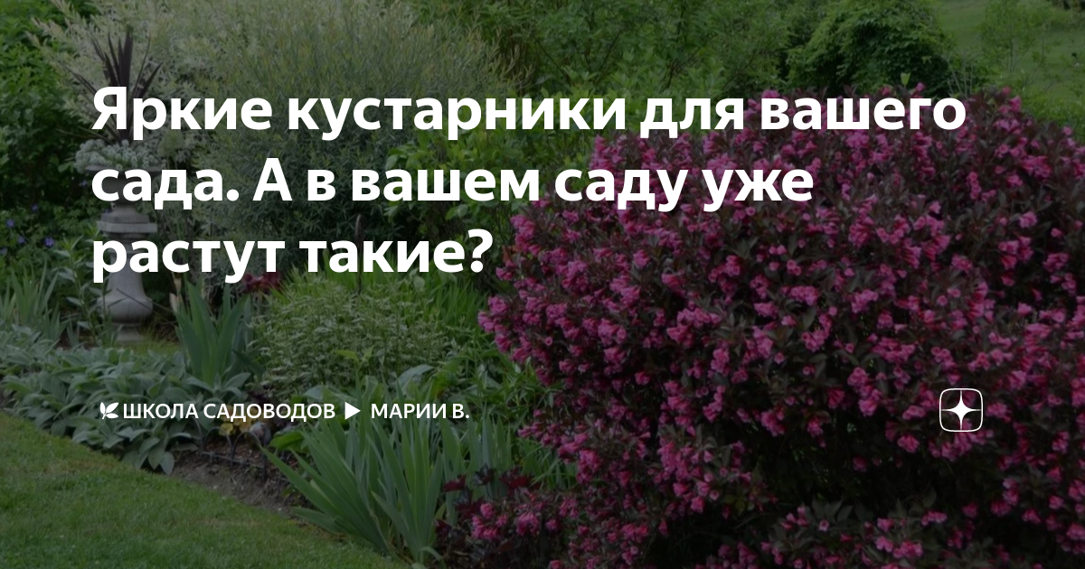 Яркие кустарники для вашего сада. А в вашем саду уже растут такие? | 🌿 ...