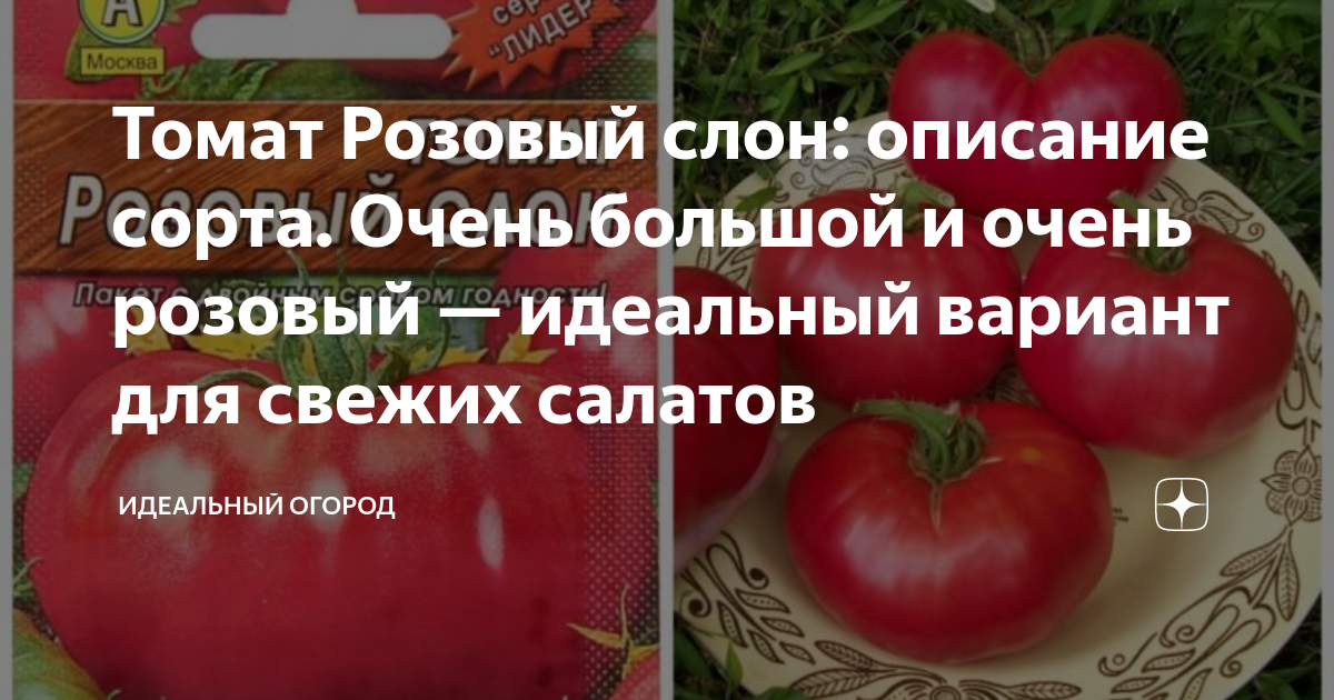 Семена Томат Слоник: описание сорта, фото - купить с доставкой или почтой России