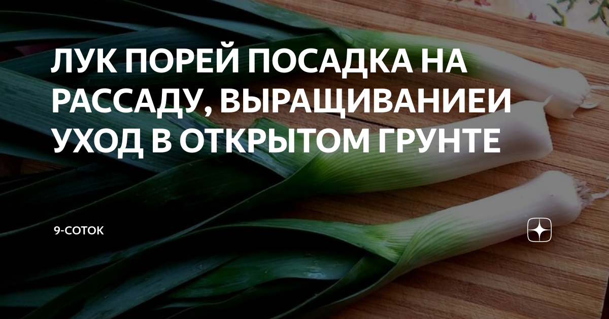 Выращивание лука-порея через рассаду: посев, уход, пикировка в домашних условиях