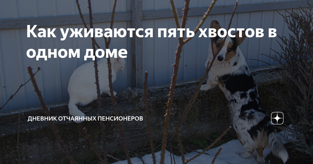 Дневник отчаянных пенсионеров последние публикации на дзен. Отлов собак эмблема. Картинки по отлову собак