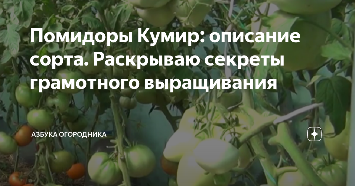 Томат кумир отзывы фото - Arhids.ru