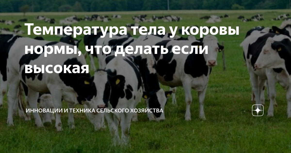 Измерение температуры у коровы. Температура тела у коровы в норме. Пульс у животных таблица. У коровы температура что делать. У коровы температура что делать.