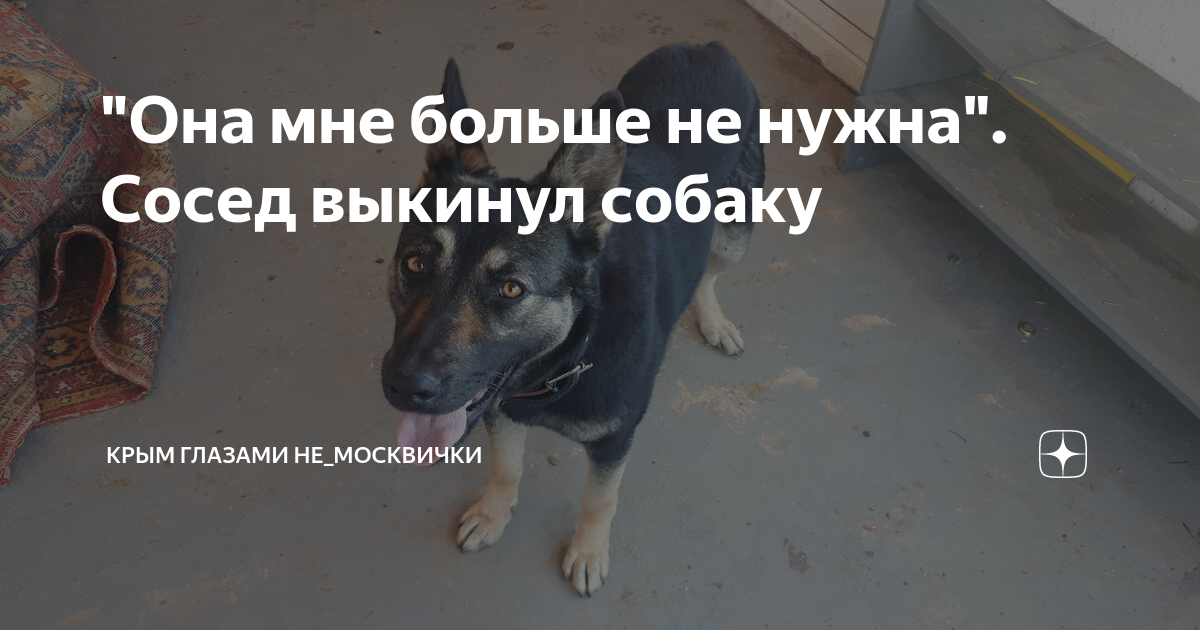 Голодным не буду последнее на дзен. Верность собаки