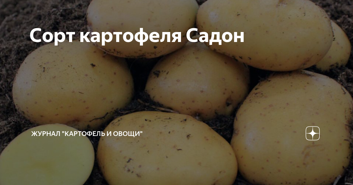 Картофель сорт лорх отзывы: найдено 89 картинок