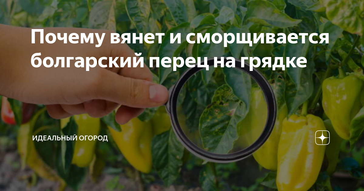 Почему вянет перец болгарский в открытом грунте с плодами: причины и способы предотвращения