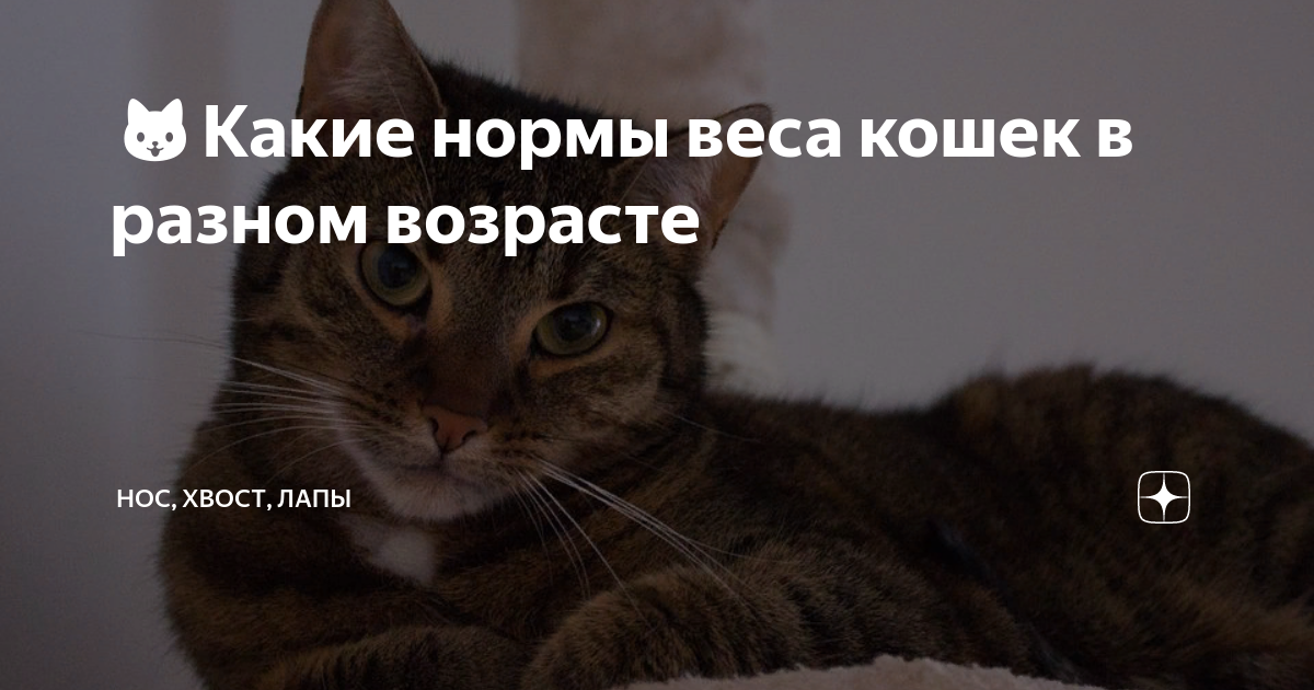 сколько должен весить 8 летний кот