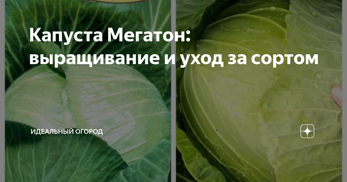 Капуста мегатон схема посадки белокочанная