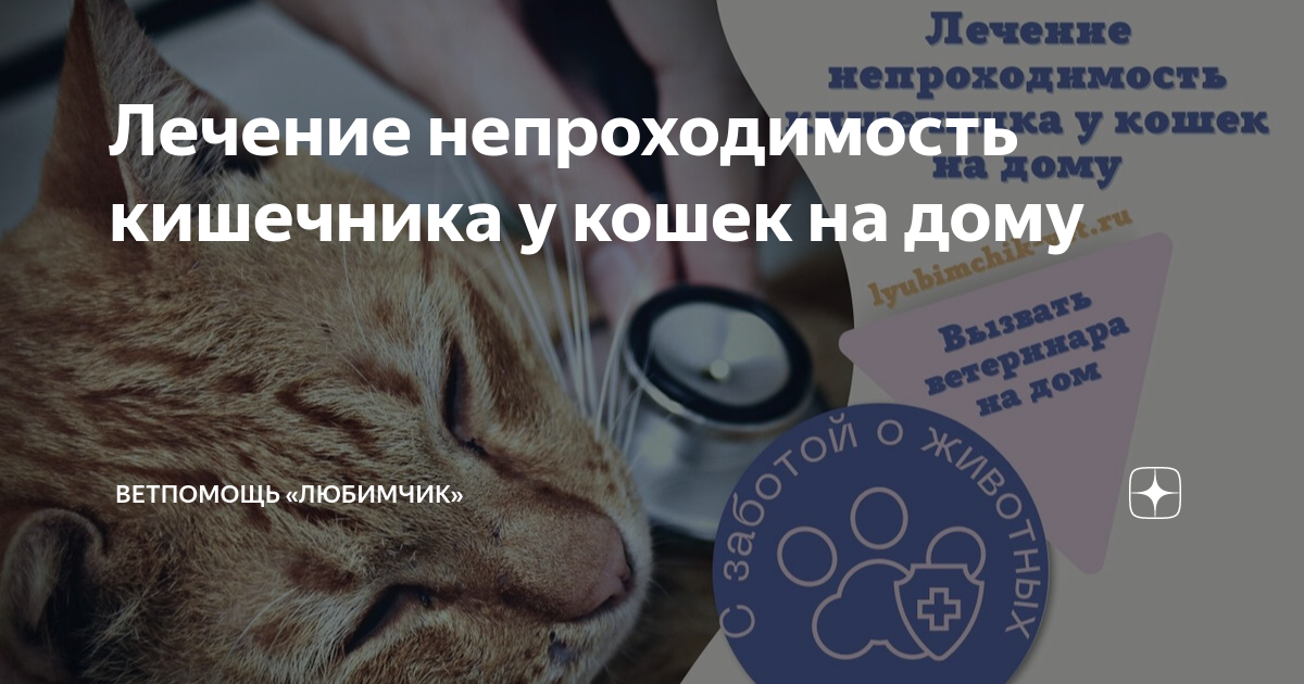 Лечение непроходимости кишечника у кота