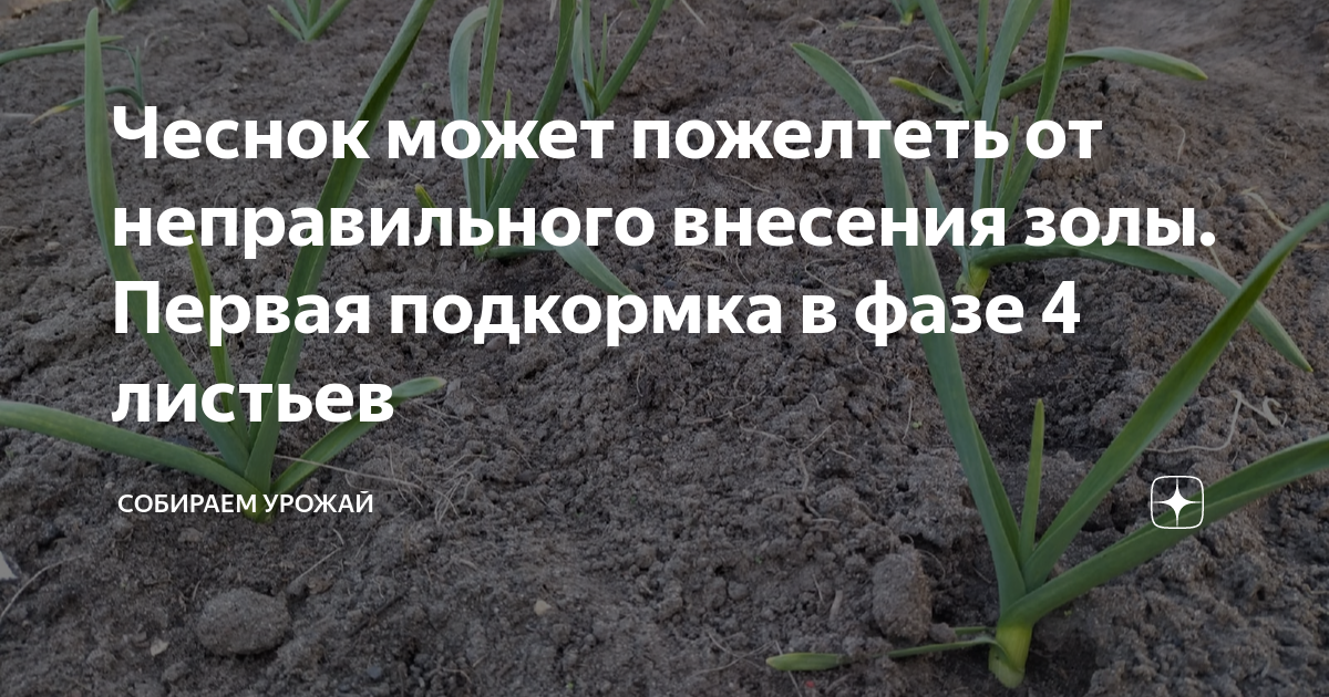Можно ли под чеснок вносить золу осенью