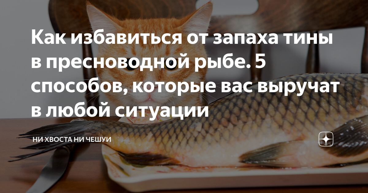 Линь запах. Ни хвоста ни чешуи. Как избавиться от запаха Тины в Речной рыбе. Как избавить рыбу от запаха Тины.