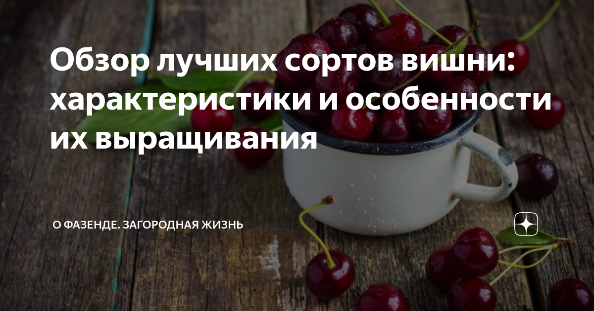 Вишня Алатырская: особенности сорта и выращивания