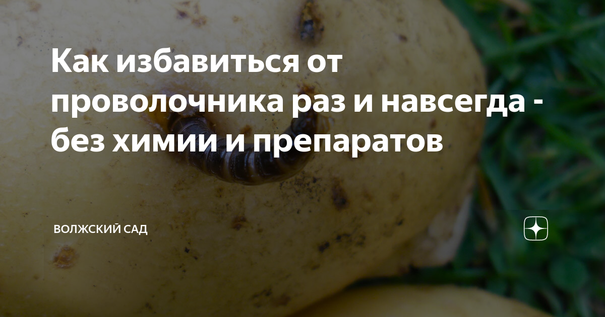 Как избавиться от проволочника раз и навсегда - без химии и препаратов ...