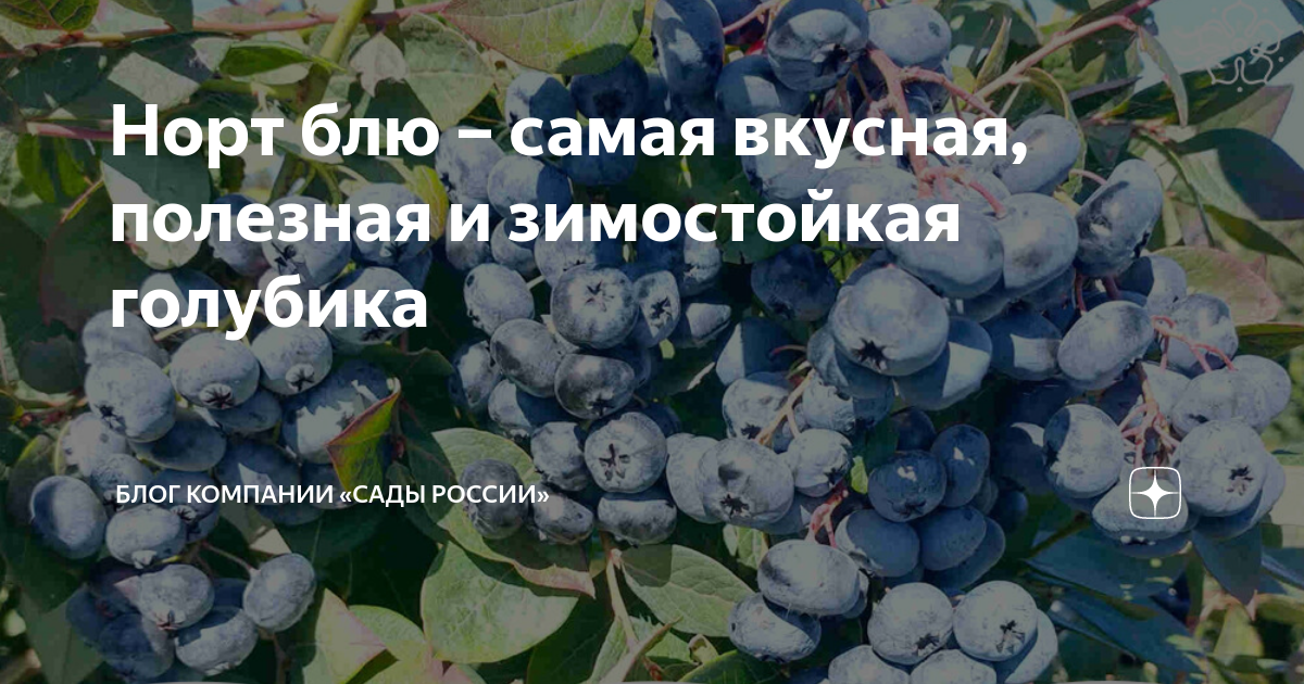 Голубика Норт Блю
