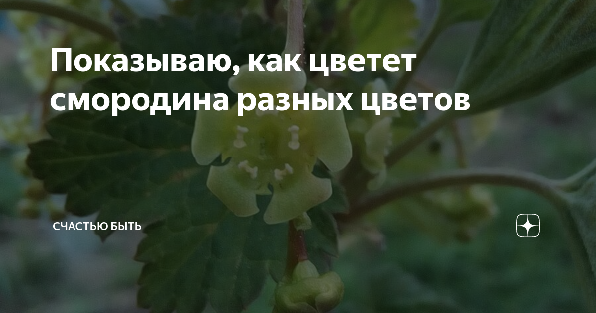 Показываю, как цветет смородина разных цветов | Счастью быть | Дзен