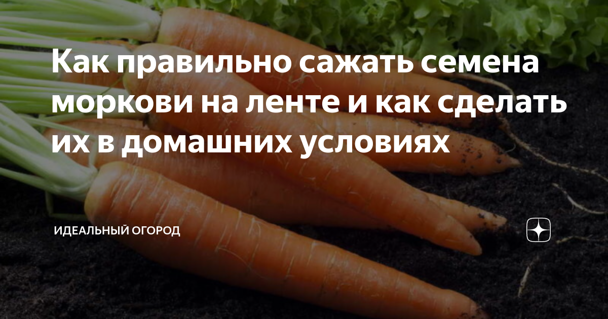 Как правильно наклеить семена моркови на ленту