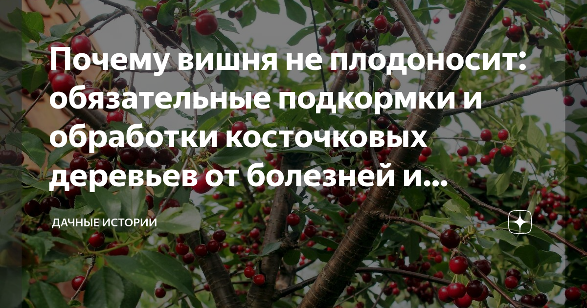 Вишня не плодоносит. Почему черешня падает. Черешен почему Ен. Почему на черешне не все ягоды наливаются.