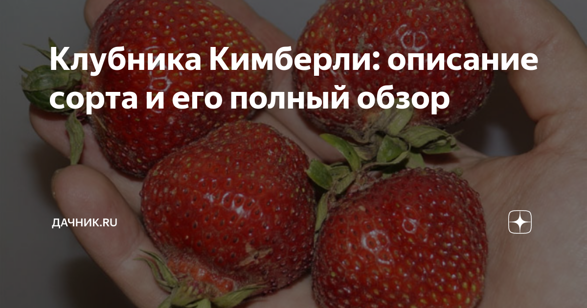 Клубника Кимберли: описание сорта и его полный обзор | Дачник.RU | Дзен