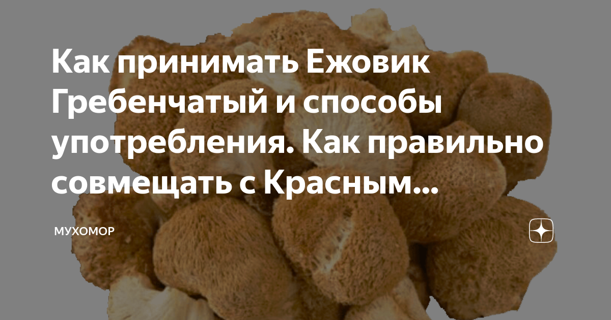 Как правильно принимать ежовик гребенчатый с максимальной пользой для здоровья