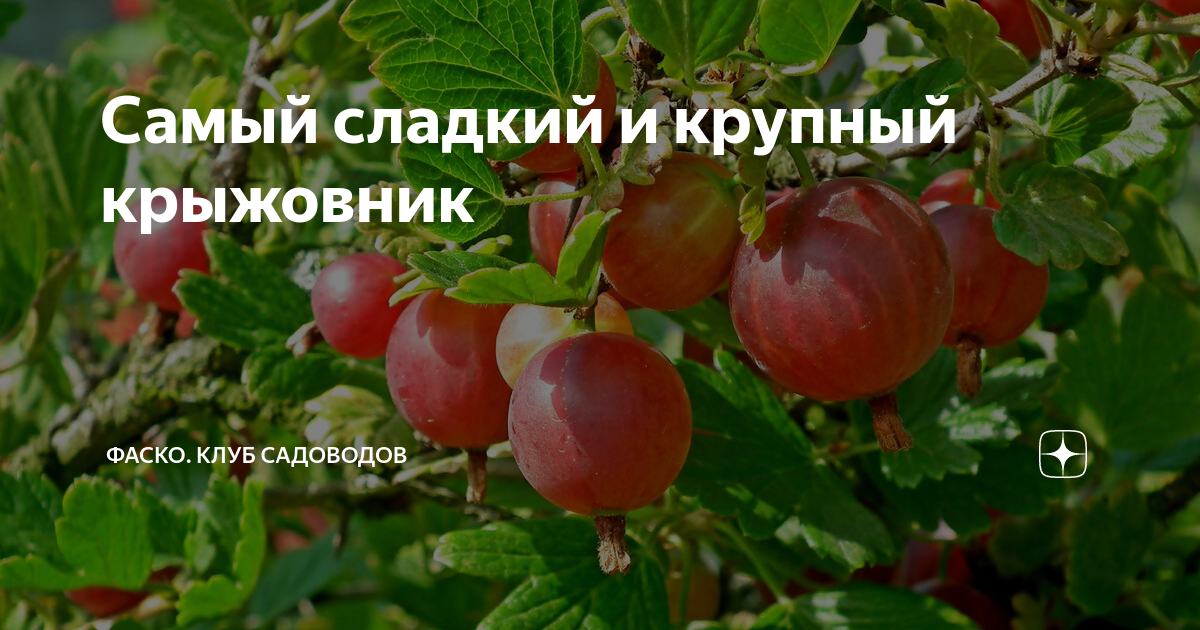 саженец крыжовника Безшипный - купить с доставкой по выгодным ценам в интернет-м