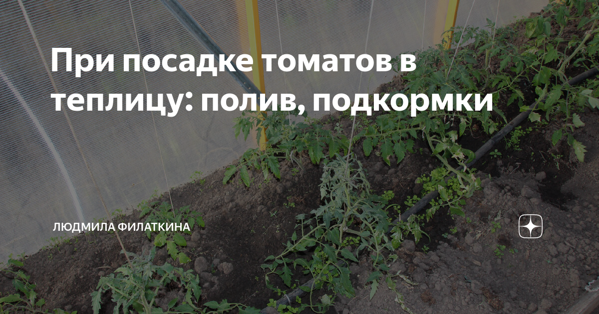 Высадили помидоры в теплицу когда поливать. Огородник из Рязани. Огородник из Рязани дзен. Посадка томатов в лунку.