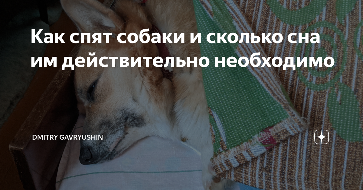 сколько часов в сутки должны спать собаки