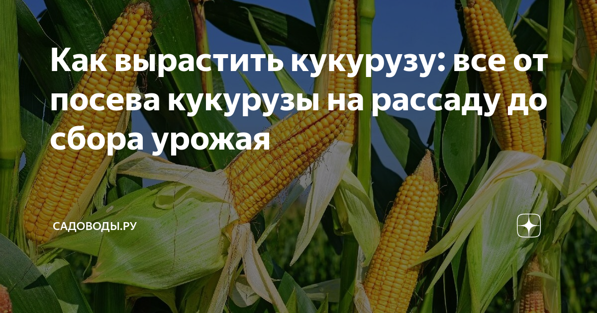 Как вырастить отличную сахарную кукурузу? от интернет магазина Капля