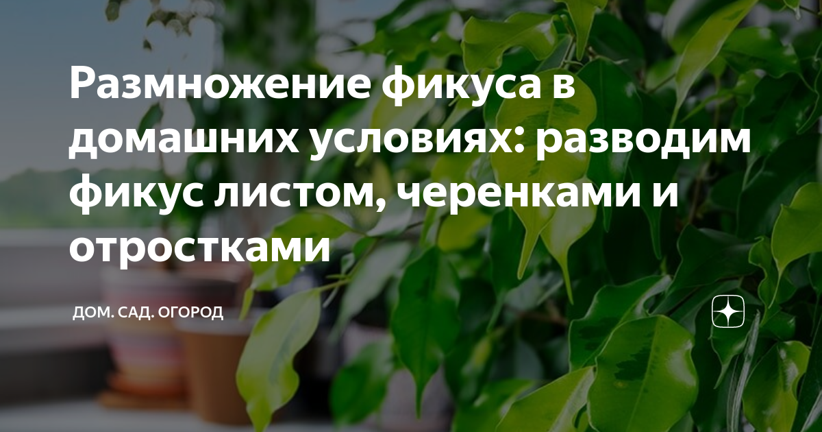 Фикус каучуконосный - Ficus elastica: фото, условия выращивания, уход и размножение | shkol26.ru