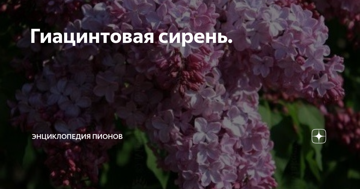 Гиацинтовая сирень. | Энциклопедия пионов | Дзен