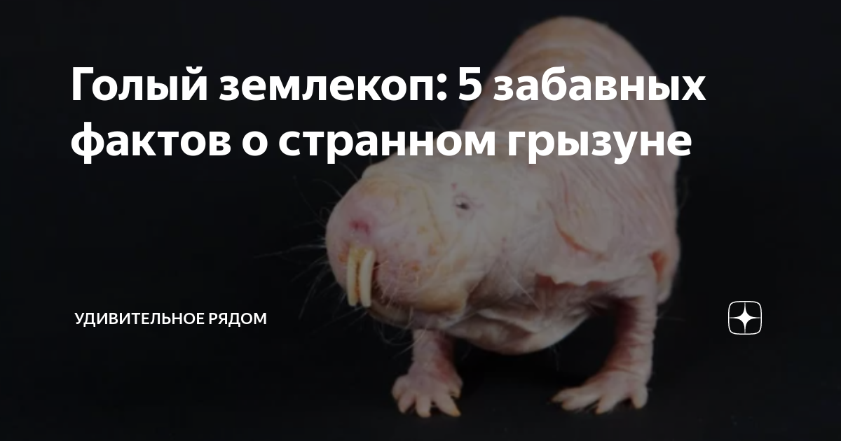 Голый землекоп: 5 забавных фактов о странном грызуне | УДИВИТЕЛЬНОЕ ...