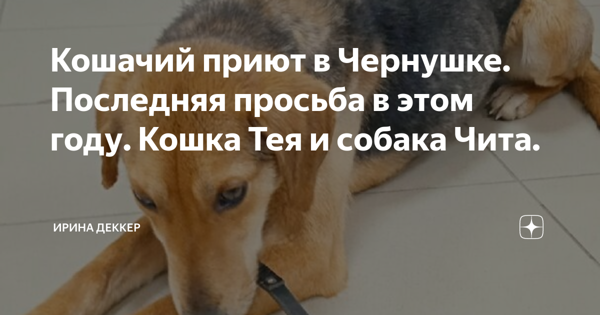 Я приручаю бешеную собаку бывшего. Последняя просьба. Я приручила бешеную собаку бывшего мужа. Собаки быстро обучаемые.