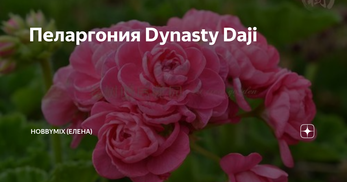 Dynasty daji пеларгония фото