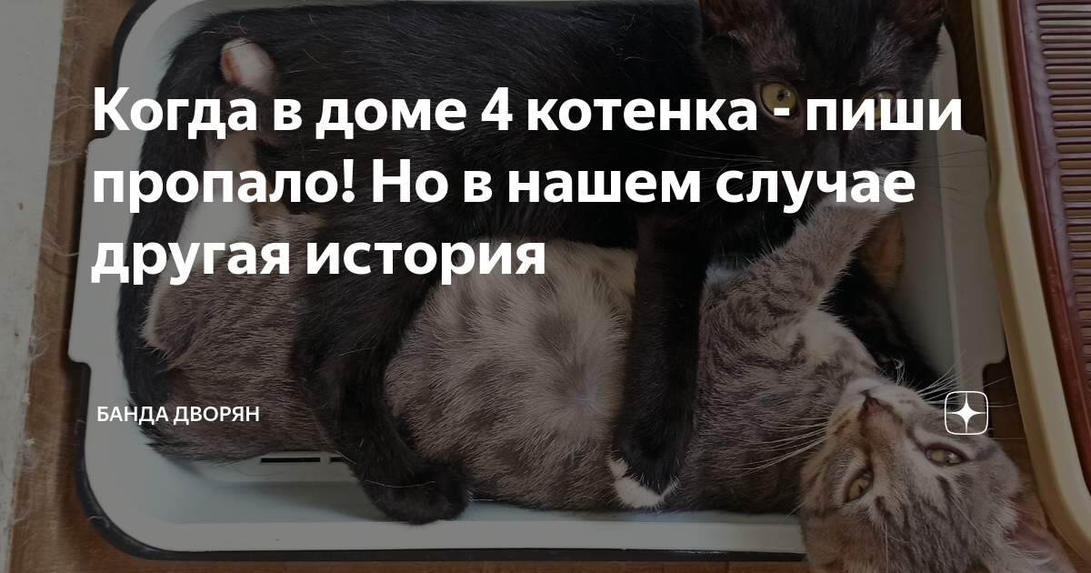 Пиши пропало. Пиши пропало как.