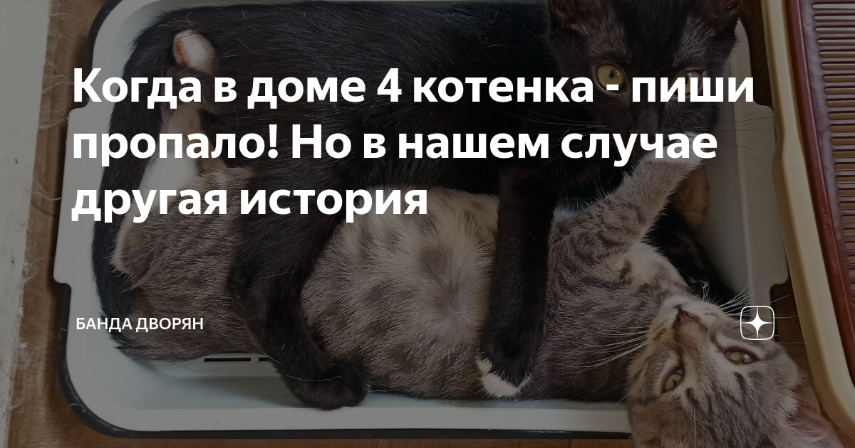 Пиши пропало. Тыгыдымить. Как отучить кота. Как отучить кота метить в доме. Коты тыгыдымят.