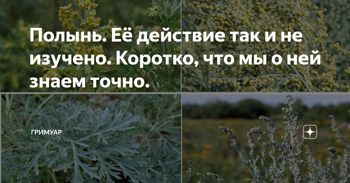 Горький вкус полыни. Чернобыль горечь полыни. Став Полынь. Полынь польза и вред. Польза полыни горькой для организма человека