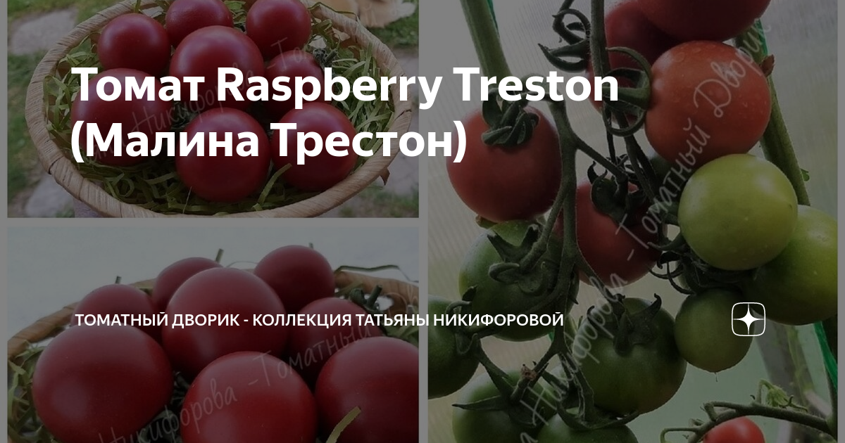 Томат Raspberry Treston (Малина Трестон) | ТОМАТНЫЙ ДВОРИК - коллекция ...