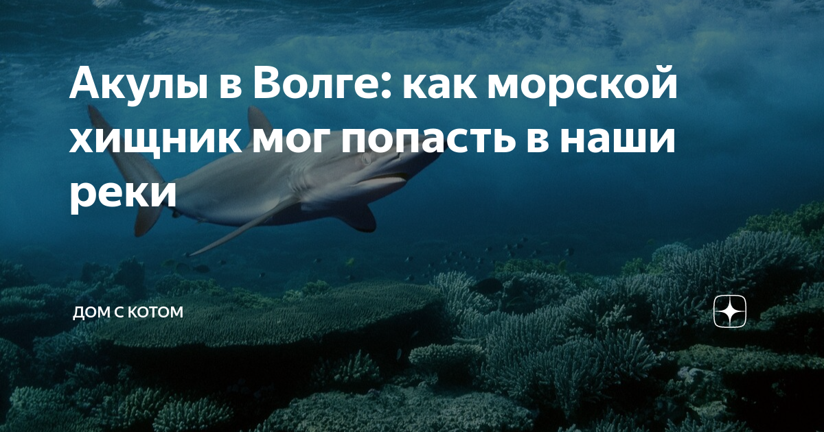 Акула в реке волга