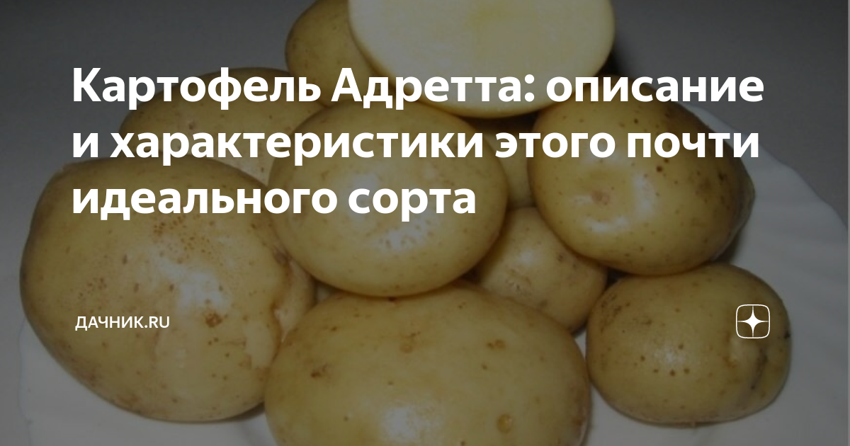 Картофель Адретта: описание и характеристики этого почти идеального ...