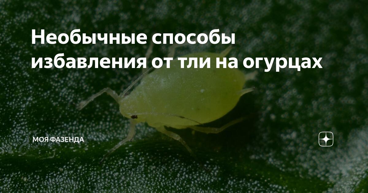Необычные способы избавления от тли на огурцах | Семь кругов сада | Дзен