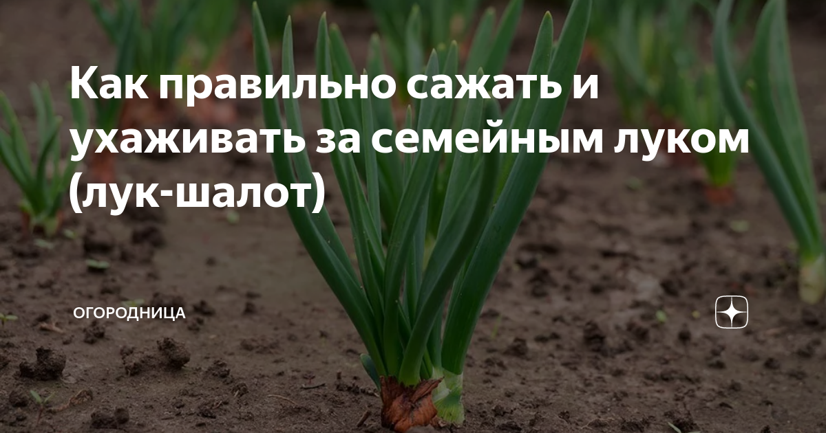 На каком расстоянии сажать семейный лук весной. Как правильно сажать семейный лук.