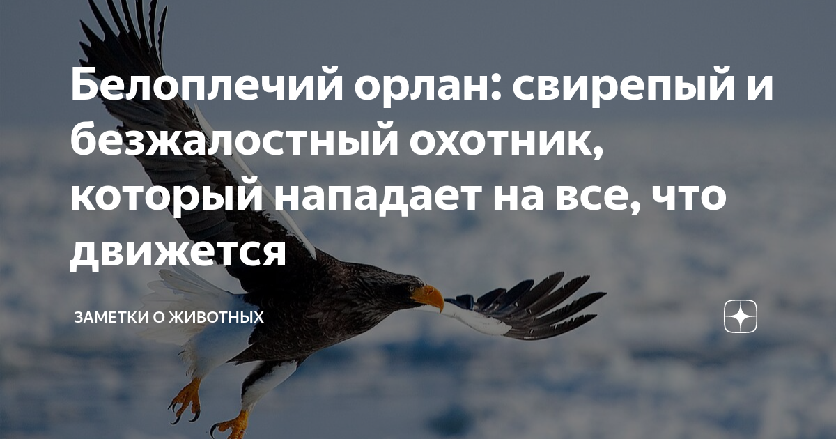 Белоплечий орлан: свирепый и безжалостный охотник, который нападает на ...