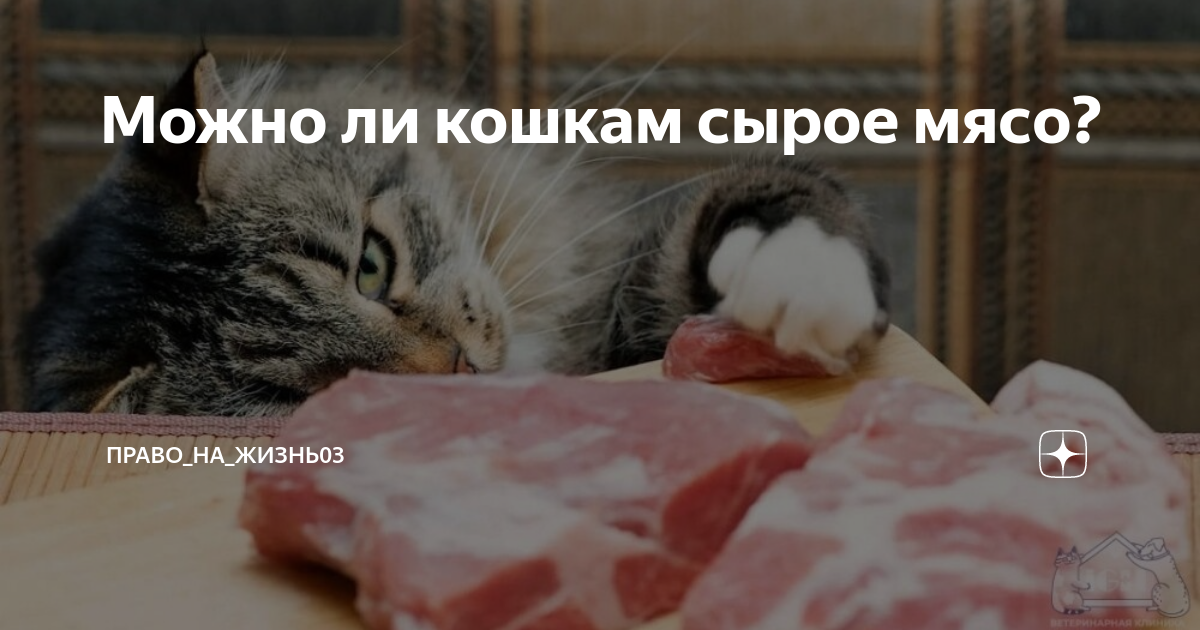 Полезные продукты для кошек. Что нельзя давать котятам. Можно ли кошке есть после. Какие овощи давать коту. Можно ли кошке есть после.