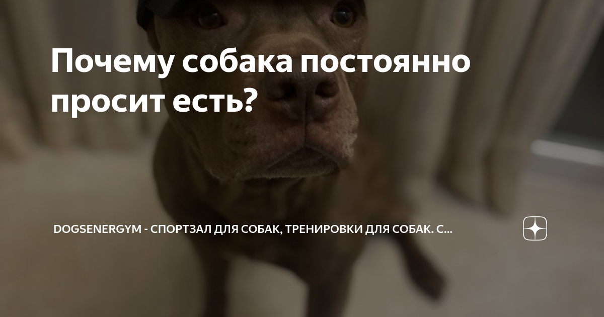 Что делать, если собака переборчива в еде?