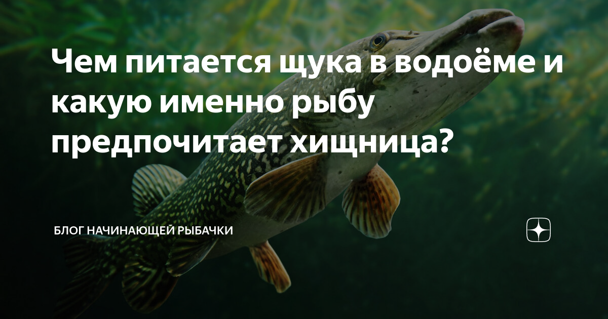 чем питается щука в водоеме, кто питается щукой в водоеме