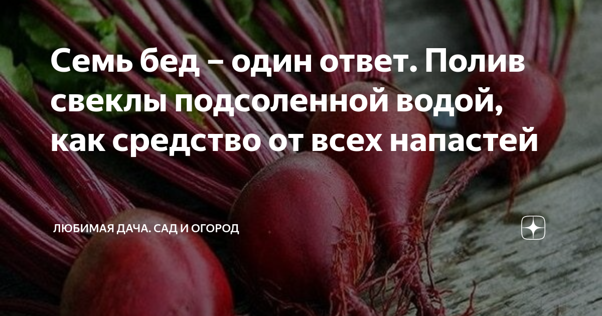 Как часто нужно поливать свеклу. Способы полива овощных культур. Как часто нужно поливать свеклу. Подкормка свеклы. Полив свеклы.