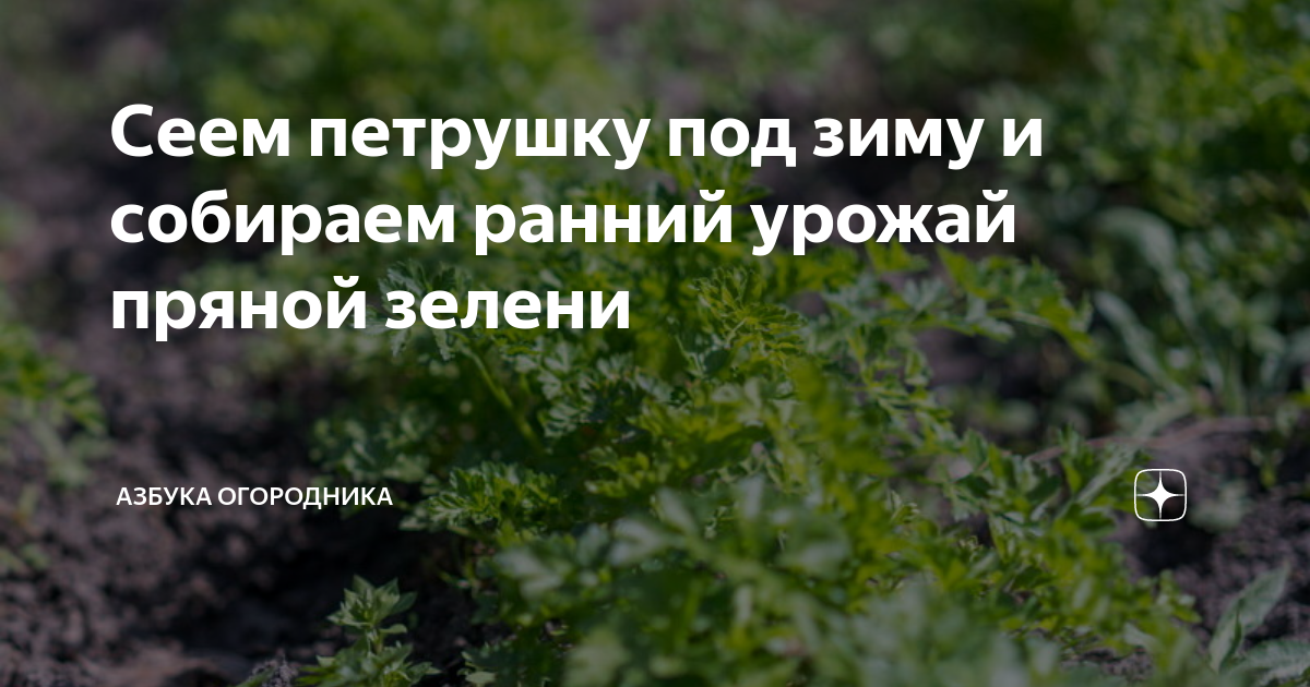 Сеем петрушку под зиму и собираем ранний урожай пряной зелени | Азбука ...