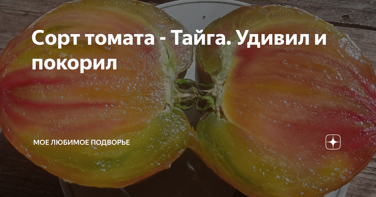 Сорт томатов Тайга. Томаты Таежные.