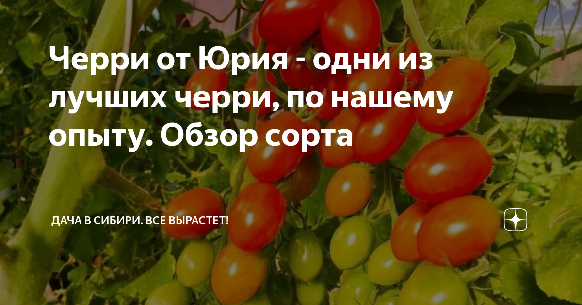 Черри от Юрия - одни из лучших черри, по нашему опыту. Обзор сорта ...
